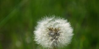 What can common weeds tell you about your lawn’s health? b92129ec 1777 4676 82e8 d097479c266c