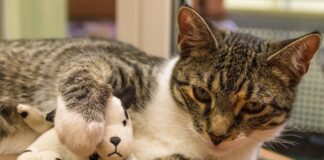 Shopping expert reveals how to avoid the top 5 shopping pet peeves faced by UK shoppers! cat 5132411 1280 min