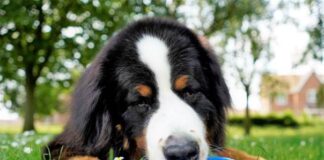 Danger to pets during heatwave! dog with bowl of water