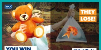 It’s a splash! RSPCA welcomes pets as prizes support from all 22 councils rspca teddy