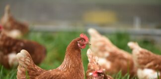 Groundbreaking Research Reveals the Hidden Language of Chickens thomas iversen 4 W8 Fg D Vy UME unsplash 181bebd058 scaled