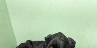 RSPCA Cymru is appealing for information after a neglected and emaciated dog was found in Llwynhendy, Llanelli. 1000001888