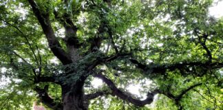 Hollywood-Style Celebrations Beckon For Wrexham’s “Party Tree” Crowned Tree of the Year 2023 20230724 1618422 Hannah Farnell scaled