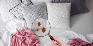 Brits warned they could be bringing French bedbugs home 405342a3 433f 4885 a31e 53481789486d min