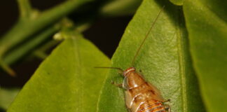 How to prevent seven common Autumn bugs from ruining your garden 4be8c515 2abe 4593 b41d 1ac892a5f81a