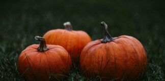 How to reuse Halloween pumpkins in your garden 55020cb2 556a 4e9f b4f4 d8b73d9ff274