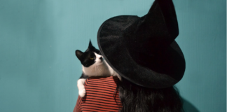 5 tips for celebrating Halloween with your cat 78322efd 3a89 4ad3 ba8f a79dd078fb20