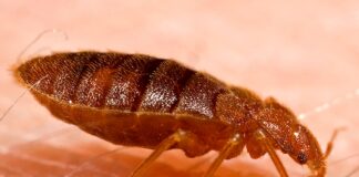 Routing Out the Nuisance: Battling Bed Bugs in Your Car and Staying Bug-Safe in Taxis Adult bed bug Cimex lectularius