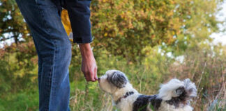 “I would adopt, but…” – busting biggest myths about rehoming rescue pets Puppy