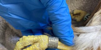 Ringed red kite found in Carmarthenshire recorded as 9,518 days old (26 years) Ringed red kite Carms Oct23 pic2