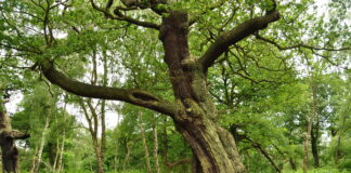 Welsh tree named iconic alternative to Sycamore Gap Sherwood Forest 9592 scaled