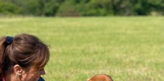 Dog expert shares must know hacks for travelling with pets this half term beagle min