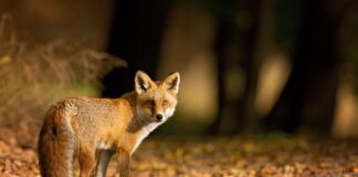 Man who trained home cameras to deter foxes praised by gardening experts fox