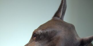 Halloween 2023: Spooktastic homemade treats your dog will love halloween 832285 1280