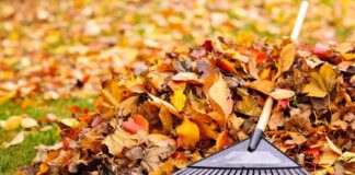 6 essential autumn gardening jobs to do right now image001 1