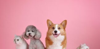 RSPCA Cymru welcomes summit to promote responsible dog ownership pets 3715733 1280 1