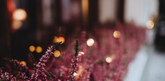 FIVE REASONS WHY YOUR HOME ISN’T SELLING – AND HOW TO FIX IT pexels freestocksorg 942002