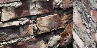 Ignoring these scary noises in the home could result in worse and more expensive problems pexels mayukh karmakar 13490073