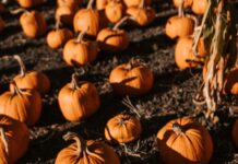 CETMA’s Pumpkinfest events helps save pumpkins from the bin this Halloween pexels vlada karpovich 5538416