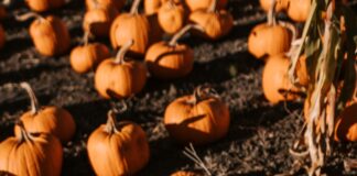 Eight jobs to get your garden Autumn ready pexels vlada karpovich 5538416