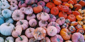 The 10 Best Pumpkin Patch Locations for Proposals saira ahmed E1m8e0OeGzs unsplash scaled e1696417263309