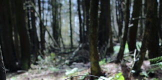 Delight as ban on barbaric animal traps comes into force in Wales snaretrap scaled