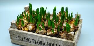 Plan now for blooming Spring tulips 4776315 1280