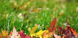 When to give your lawn the final cut 1b38ac7c dc85 4555 bb2f 4103a2e56841 1