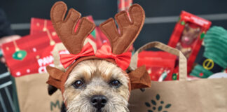 FELIZ NAVI-DOG: MORRISONS UNVEILS BIGGEST SUPERMARKET FESTIVE PET RANGE BUCK Morrisons Xmas Pets 002 scaled