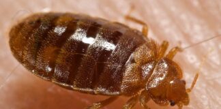 As the infestation threat rises, an expert advises on the tell-tale signs of bed bugs and how to remove them Bed bug Cimex lectularius