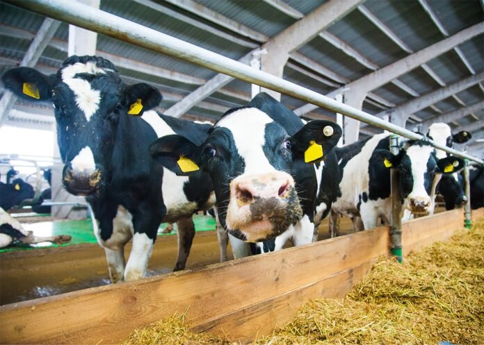 Bwtcamp llaeth Dairying bootcamp min