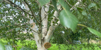 Charity-funded garden supplies promote horticultural therapy Garden supplies for horticultural therapy 5