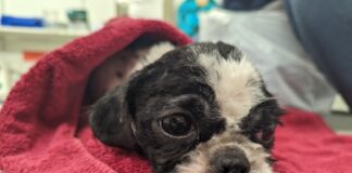 Amazing Mazie finds loving home after being dumped on a Shotton driveway From a heartbreaking abandonment to her happy forever home North Wales Deeside pic3