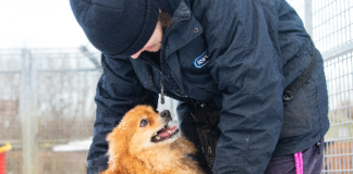Snow: RSPCA Cymru’s top tips to keep animals safe in the cold across Wales Untitled 2