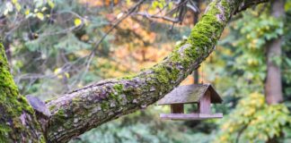 Seven ways to embrace wildlife in your garden during the chilly season d08865ee 3716 46e9 bb69 d98de21f187b