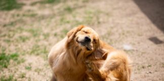 Flea season: How to spot early warning signs of the insects in your home f367fcea d945 421c 9cac 0868b21cdbc4 1