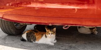 Motorists could lose £5000 over winter wildlife mishap f93d5794 55c0 41b2 a351 c43c009b47ec