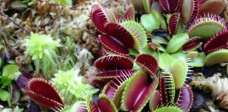 Venus flytrap sales skyrocket after John Lewis advert needed to catch the grass 4781874 1280