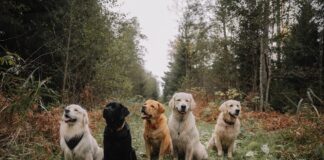 Champagne Labradors vs. Golden Retrievers: Which Breed Should You Choose? pexels elina volkova 18842793