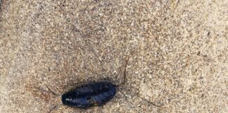 Pest Infestations in Cars: A Growing Concern for UK Motorists After Storms pexels kate gundareva 9011958