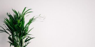 Brits urged to keep houseplants warm 0e3da10e 8249 4dd6 b5c0 4f79c6d81c67