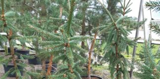 Brits turn their back on fake trees 10 Haapastensyrja forestry research centre Picea abies rootstock 2021 scaled
