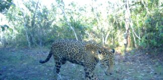 Moves like jaguar: wildlife monitoring project on British Army training area in Belize captures footage of courting jaguar pair. 2023 03 22 17 05 26 CAM63272 M06R 63272