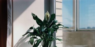 Houseplants to prevent dry winter skin 6245151e 9888 4e6b 9935 48e9e7b3bd24