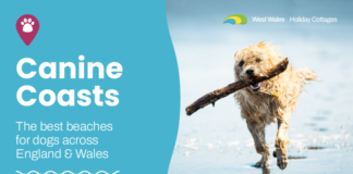 These 10 Welsh beaches are perfect for dog owners this winter!🐶 Blog