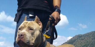 RSPCA reminder for XL Bully owners to exempt dogs before deadline CAMUS 02