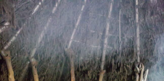 Gwobr Sandford yn rhoi Castell Henllys ar frig y dosbarth Castell Henllys Web 21 002