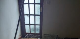 Forty-eight dogs and one cat neglected in unsuitable conditions with many suffering Copy of Copy of PXL 20221029 131313749