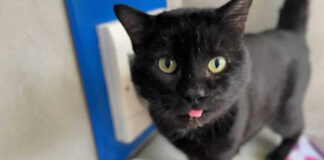 RSPCA: Call about neglected animal every five minutes – but how many in Wales? Great Uncle Bulgaria 1