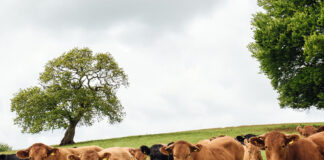 VIRTUAL FENCING HELPS CATTLE UNDERPIN LAND RESTORATION Nofence on beef cattle